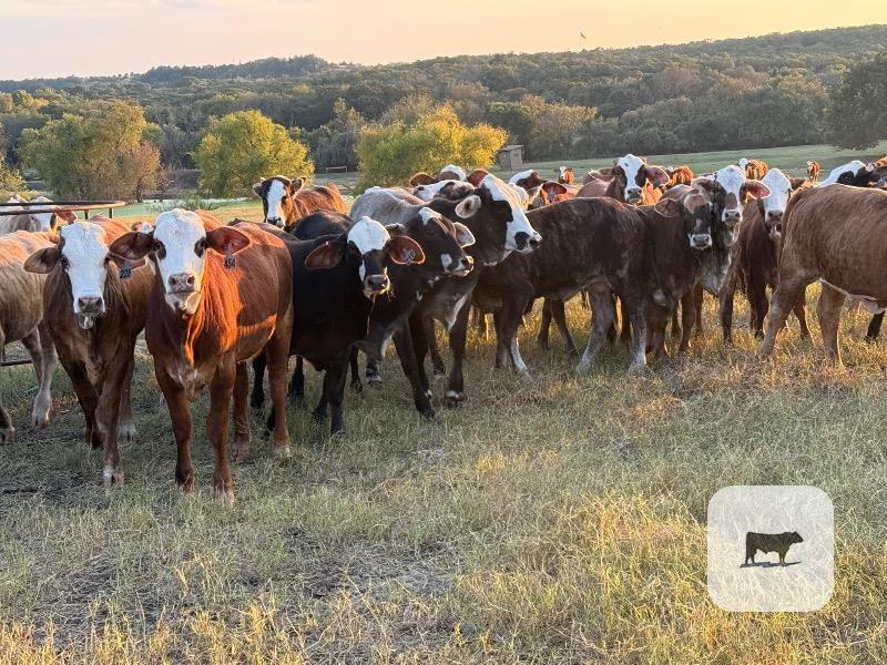 65 Tigerstripe Rep. Heifers... North TX thumbnail 5