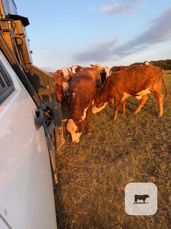 65 Tigerstripe Rep. Heifers... North TX thumbnail 2