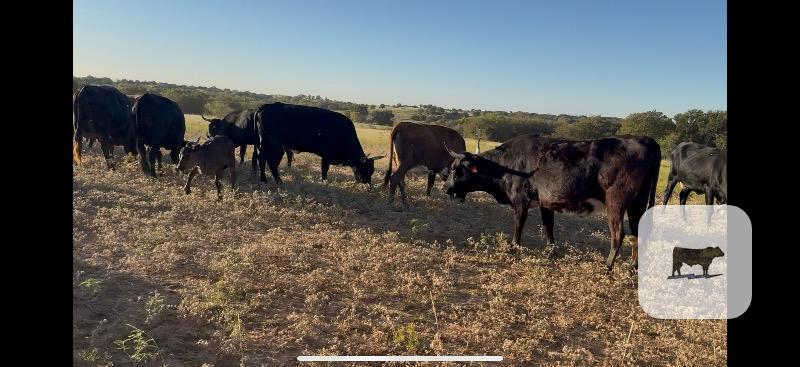 45 Corriente Cows... North TX thumbnail 3