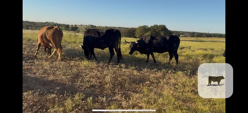 45 Corriente Cows... North TX thumbnail 2