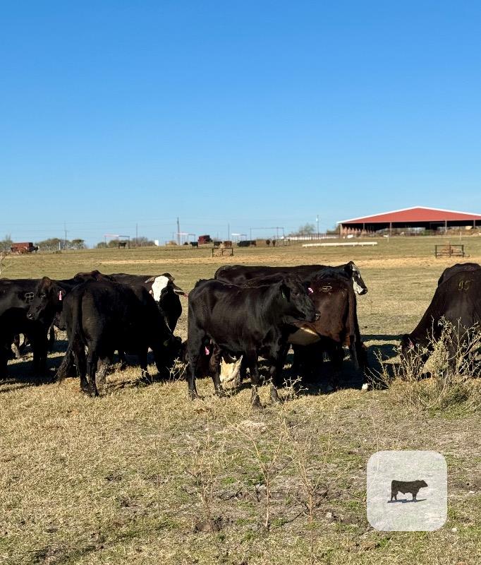 45 Angus/Brangus & BMF Cows... Central TX thumbnail 3