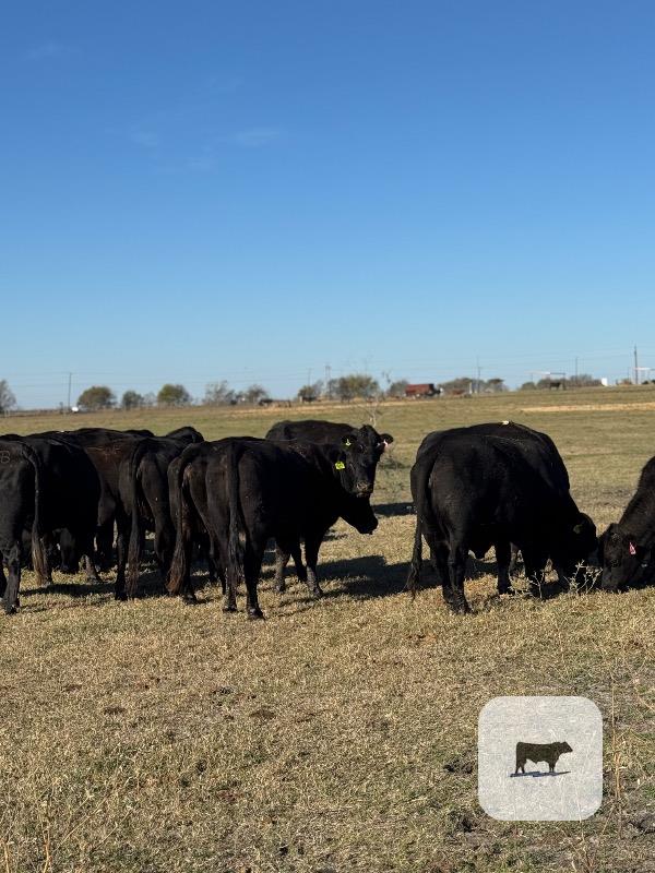 45 Angus/Brangus & BMF Cows... Central TX thumbnail 2