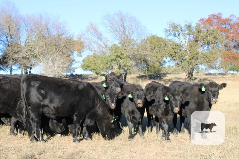 313 Angus Bred Heifers... Central TX thumbnail 4