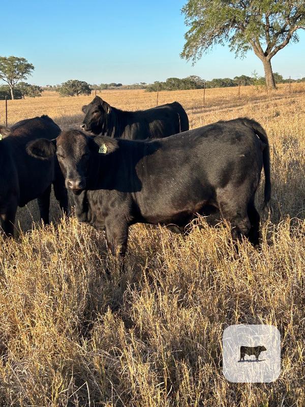 20 Brangus Cross Rep. Heifers... South TX