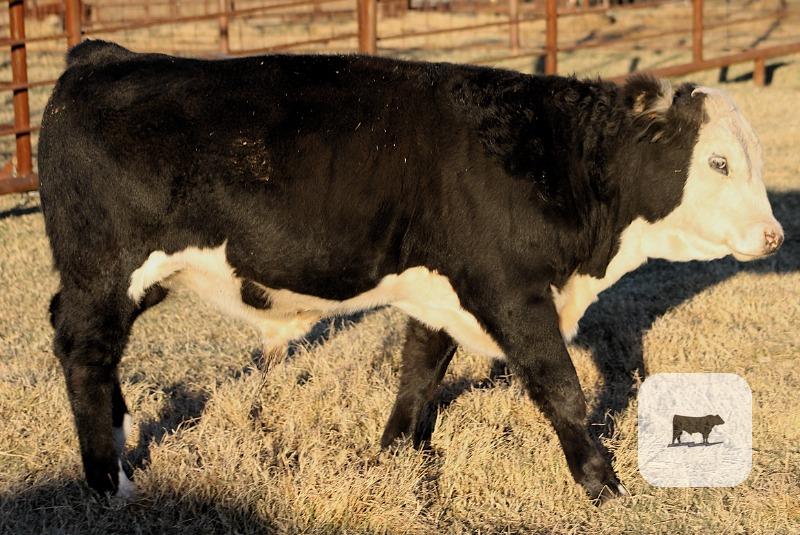 1 Black Hereford Bull Calf... Northeast TX