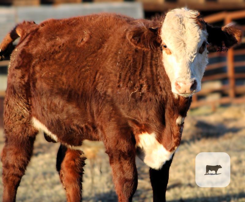 2 Reg. Polled Hereford Bulls... Northeast TX