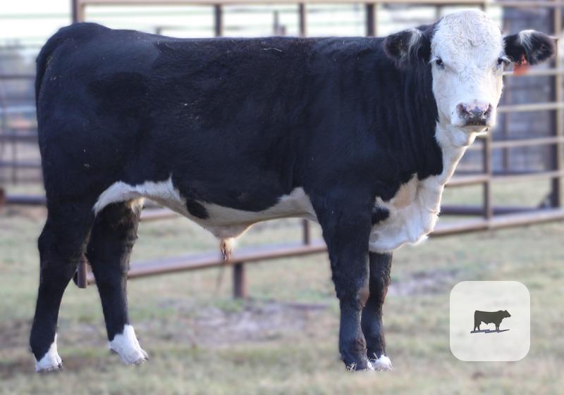 1 Black Hereford Bull Calf... Northeast TX thumbnail 4
