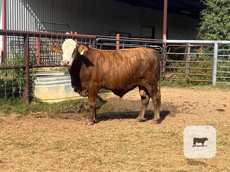 2 F1 Braford/Tigerstripe Bulls... East TX thumbnail 2