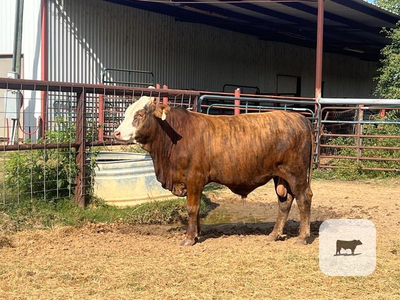2 F1 Braford/Tigerstripe Bulls... East TX