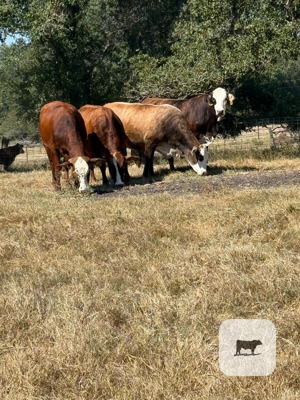 4 Braford/Tigerstripe Bred Heifers... East TX thumbnail 3