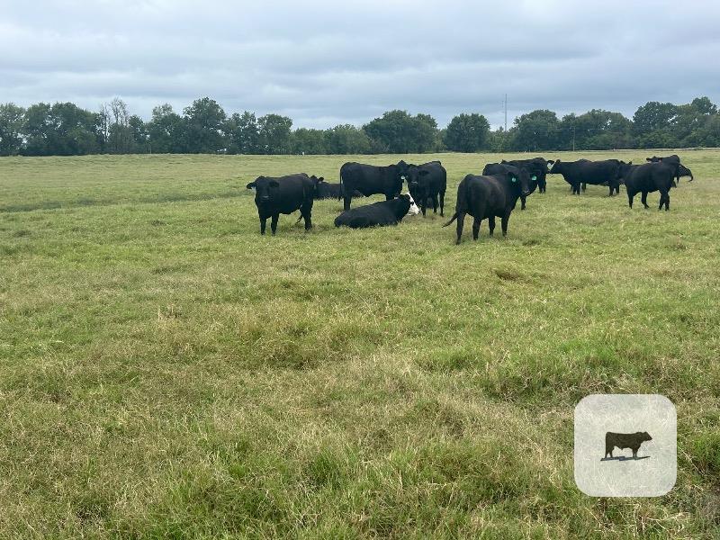 30 Angus Plus Bred Heifers... Southeast OK thumbnail 3