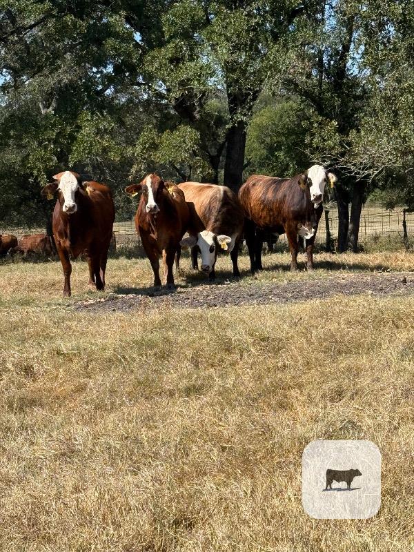 4 Braford/Tigerstripe Bred Heifers... East TX