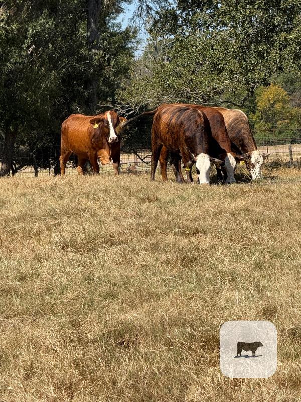 4 Braford/Tigerstripe Bred Heifers... East TX thumbnail 2