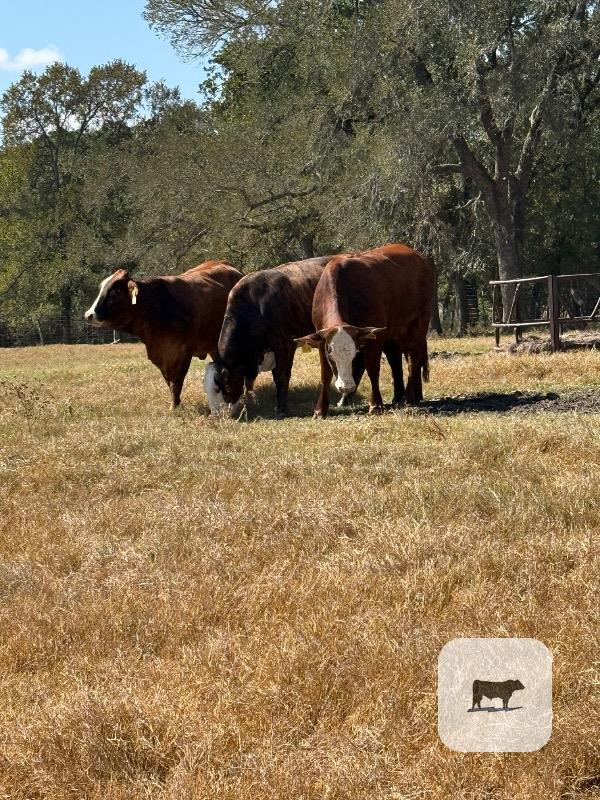4 Braford/Tigerstripe Bred Heifers... East TX thumbnail 5