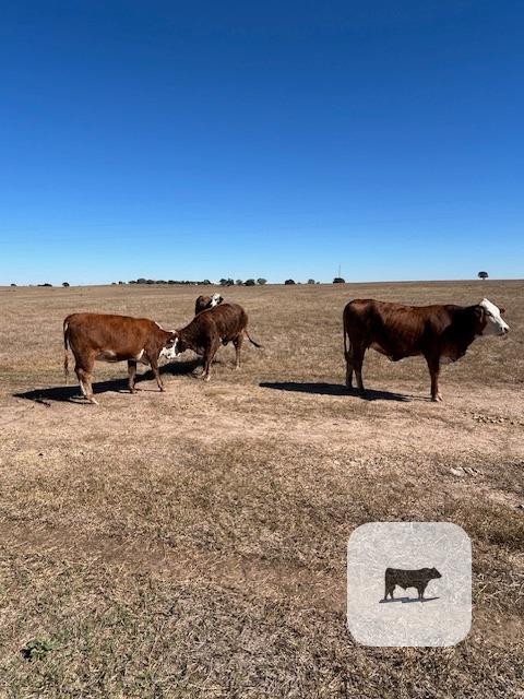 31 Braford Bred Heifers... S. Central TX thumbnail 2