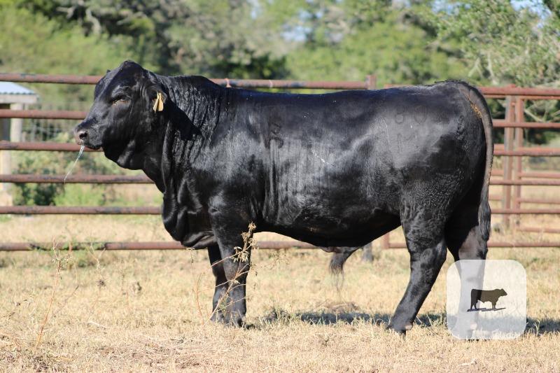 14 Reg. Brangus Bulls... S. Central TX thumbnail 2
