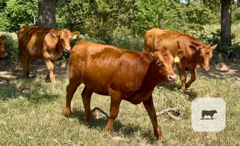 14 Akaushi/Angus Feeder Cattle... East TX thumbnail 3