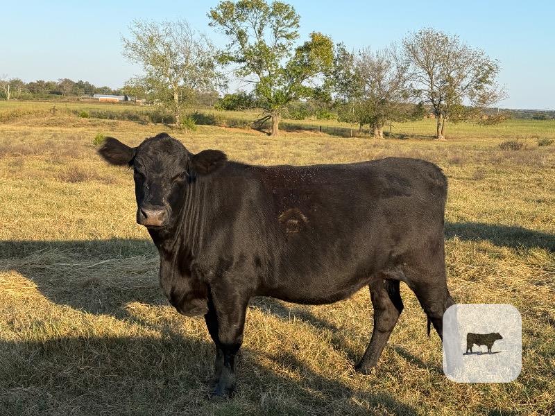 21 Angus Bred Heifers... E. Central OK thumbnail 3