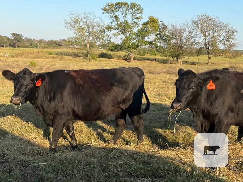 21 Angus Bred Heifers... E. Central OK thumbnail 2