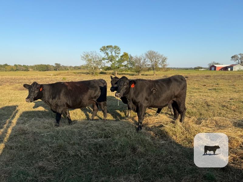 21 Angus Bred Heifers... E. Central OK