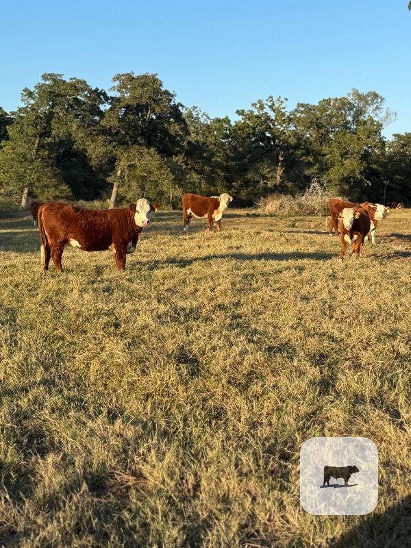 48 Hereford Bred Heifers... East TX thumbnail 5