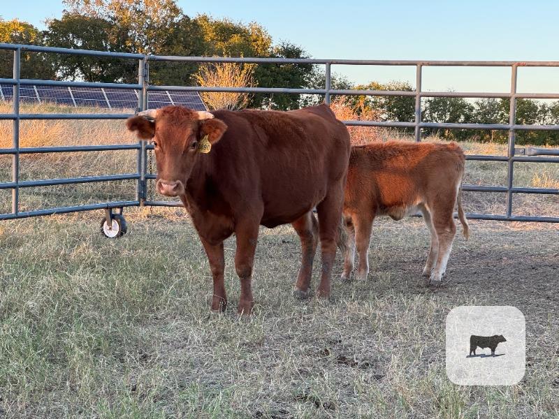 2 Reg. Akaushi 2nd-Calf Cows... Central TX thumbnail 6