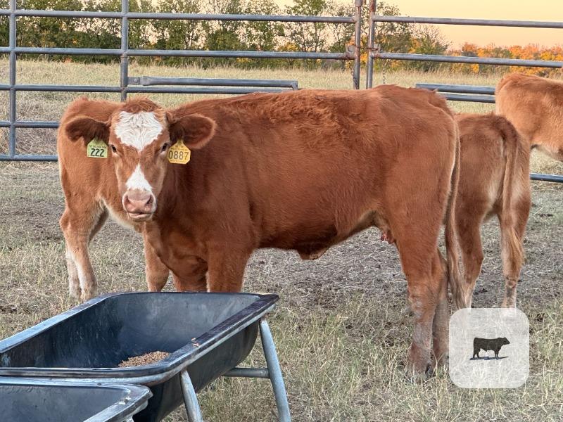2 Reg. Akaushi 2nd-Calf Cows... Central TX thumbnail 2