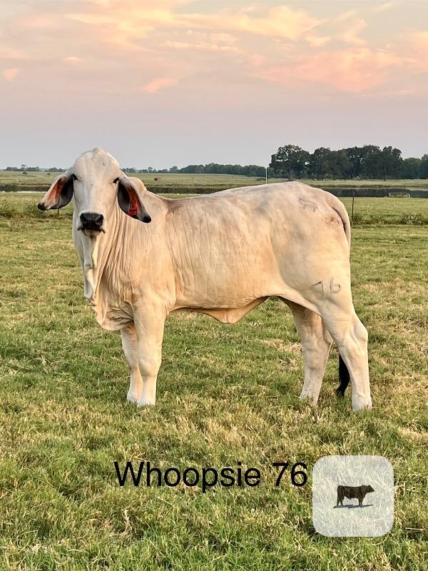 2 Reg. Brahman Rep. Heifers... East TX