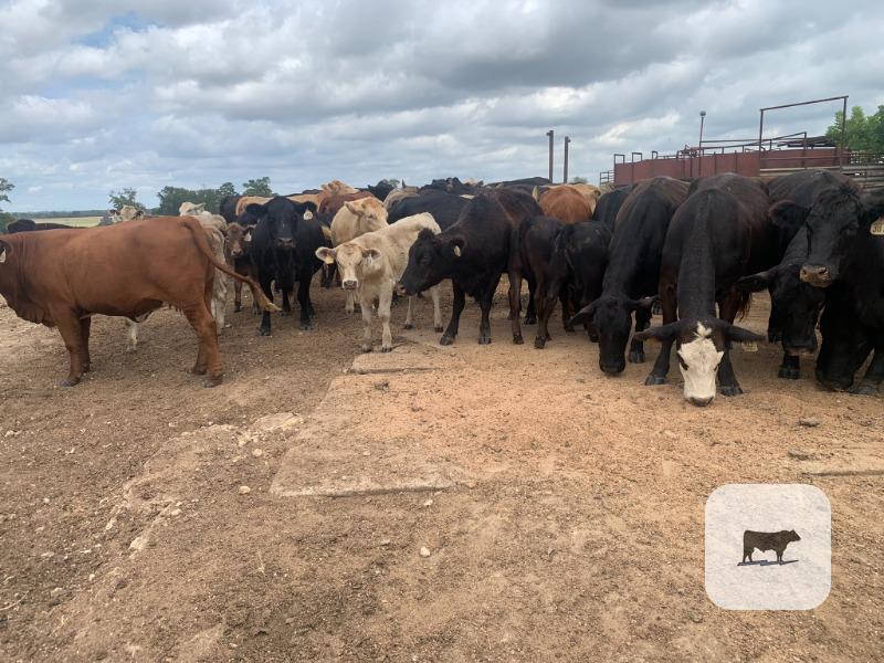 80 Angus/Brangus Cows w/ 50+ Calves... Northeast TX thumbnail 4
