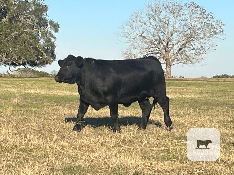 11 Brangus Bred Heifers... Southeast TX thumbnail 6