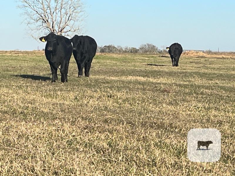 11 Brangus Bred Heifers... Southeast TX thumbnail 4