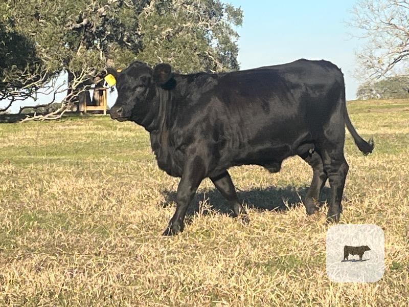 11 Brangus Bred Heifers... Southeast TX thumbnail 2