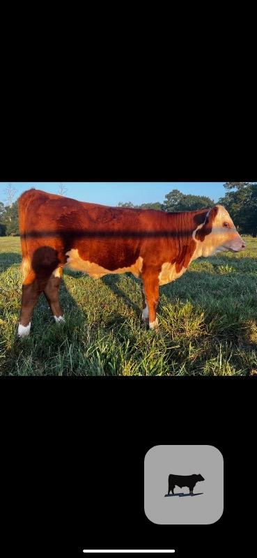 4 Reg. Hereford Rep. Heifers... Southeast TX thumbnail 6