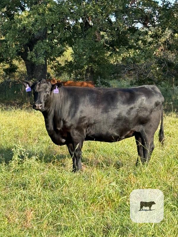 20 Angus, 'BWF', Red Angus & Charolais Cows... Southeast OK