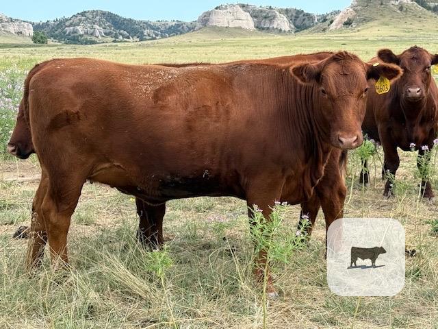 8 Reg. Red Angus Bred Heifers... NE Panhandle thumbnail 3