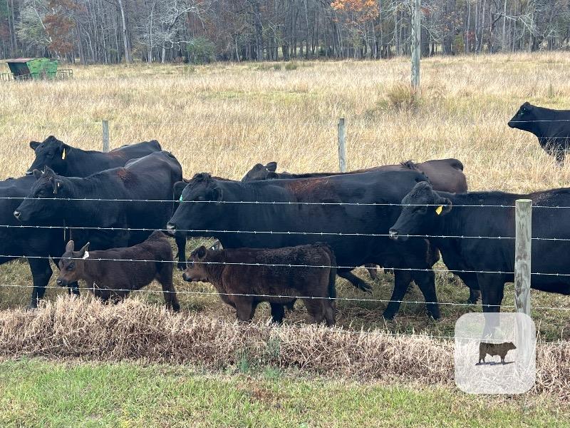 39 Angus Cross 1st & 2nd-Calf Pairs... E. Central GA thumbnail 5
