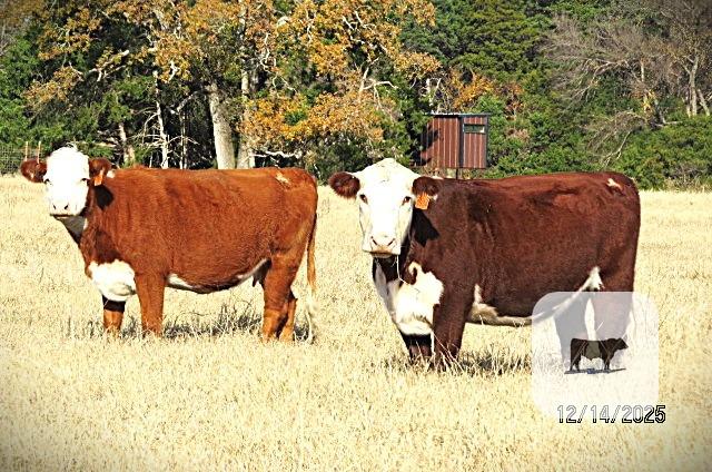 29 Hereford Cows... N. Central TX