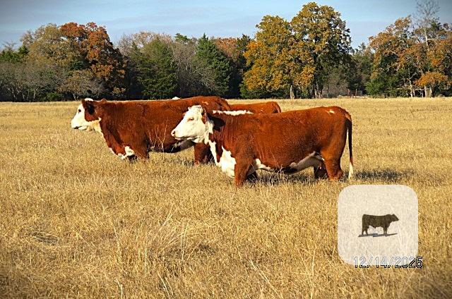 29 Hereford Cows... N. Central TX thumbnail 2