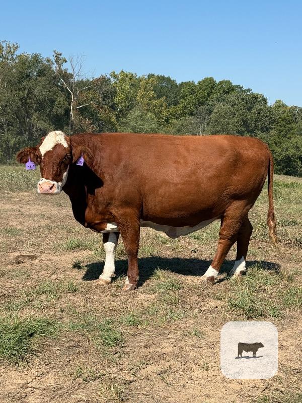 22 Angus, Black Baldy & Red Baldy Cows... Southeast OK thumbnail 6