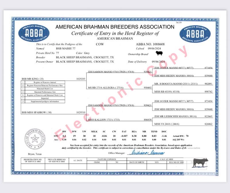 2 Reg. Brahman Rep. Heifers... East TX thumbnail 3