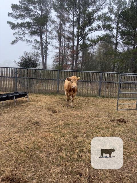 1 Charolais Bull... East TX