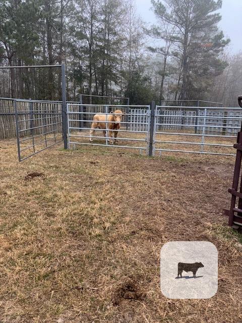 1 Charolais Bull... East TX thumbnail 2
