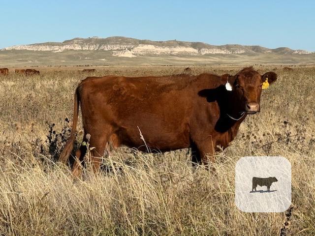 46 Reg. Red Angus Cows... NE Panhandle thumbnail 2