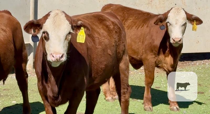 8 Beefmaster & Beefmaster Cross Rep. Heifers... Central TX thumbnail 4