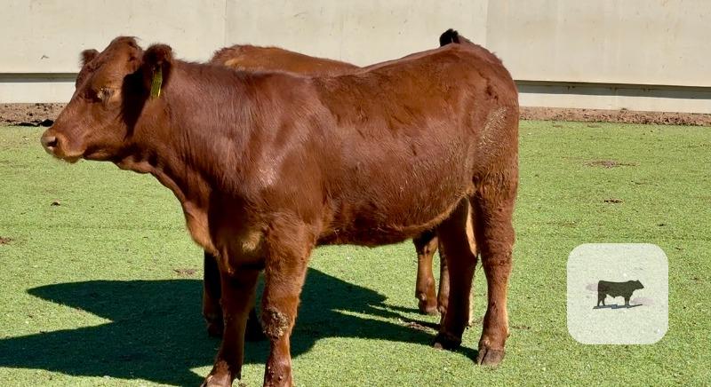 8 Beefmaster & Beefmaster Cross Rep. Heifers... Central TX thumbnail 5