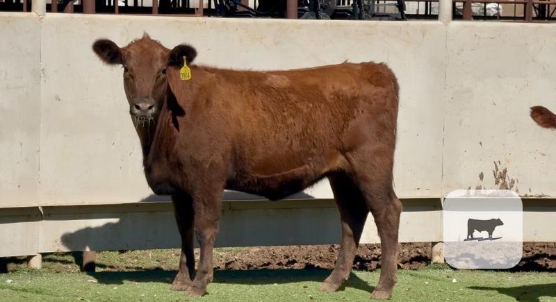 12 Red Angus Rep. Heifers... Central TX thumbnail 4