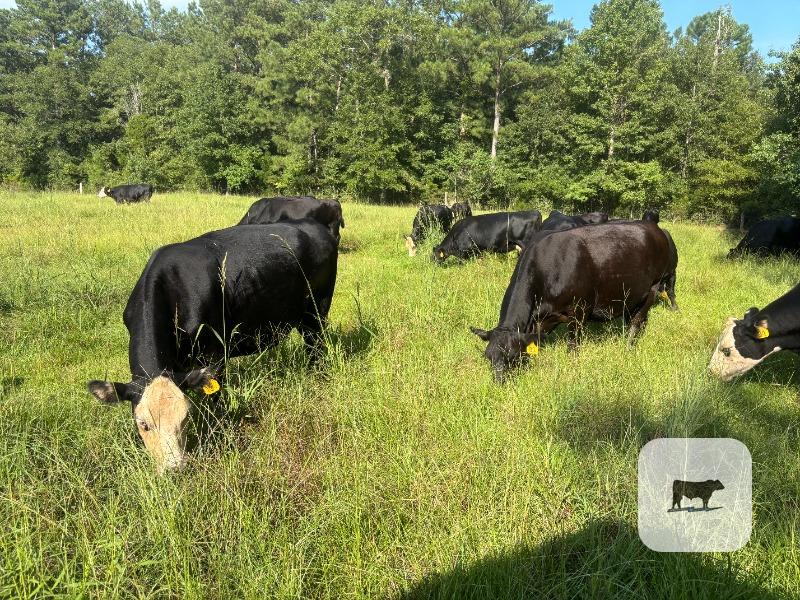 75 Angus, BWF & RWF Cows... Southeast AL thumbnail 2
