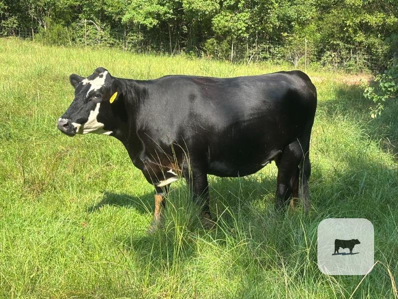 75 Angus, BWF & RWF Cows... Southeast AL