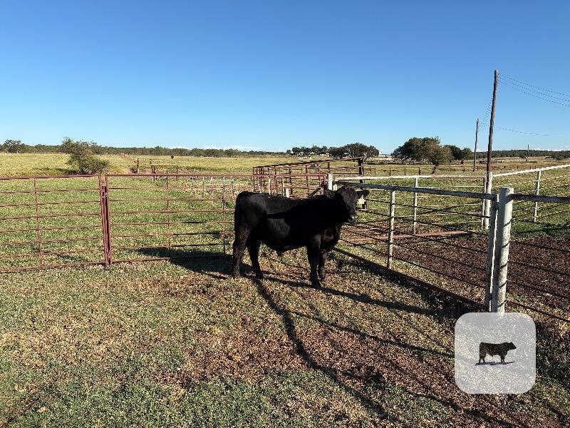 26 Reg. Angus & SimAngus Bulls... North TX thumbnail 4