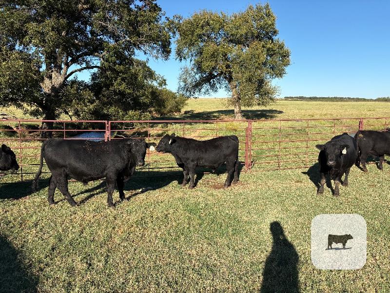 26 Reg. Angus & SimAngus Bulls... North TX thumbnail 3